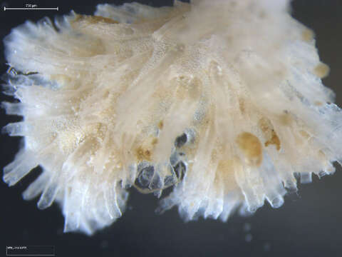 Image de Tubulipora Lamarck 1816