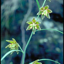 Image of Ojai fritillary