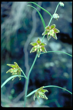 Image of Ojai fritillary