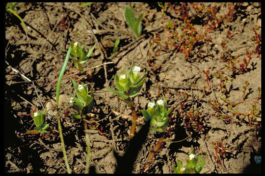 Image of bractless hedgehyssop