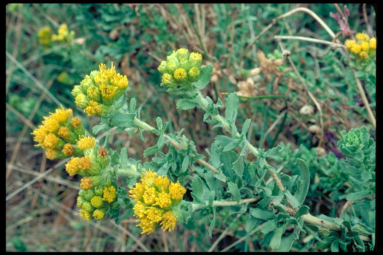 Image of Menzies' goldenbush