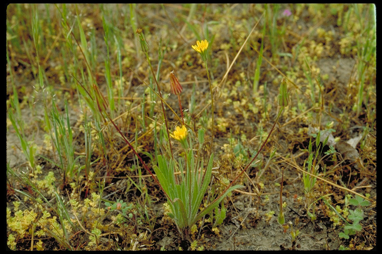 Image de Agoseris heterophylla (Nutt.) Greene