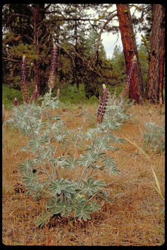 Image of velvet lupine