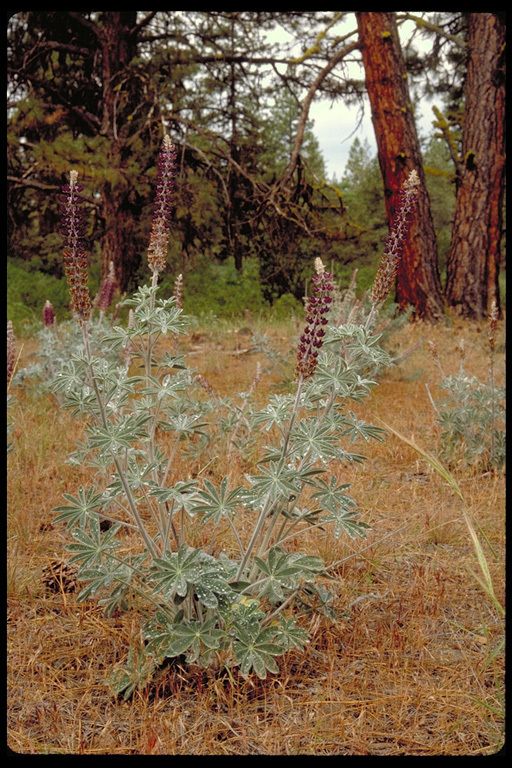 Lupinus leucophyllus Lindl. resmi