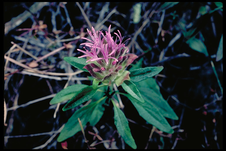 Image of Palmer's monardella