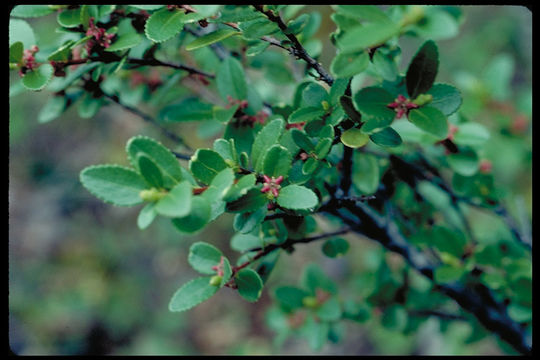 Image of Oregon boxleaf