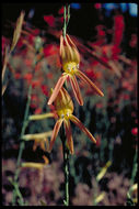 Sivun Penstemon labrosus (A. Gray) Mast. ex Hook. fil. kuva