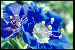 Image of tacky phacelia