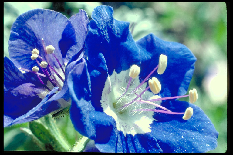 Image of tacky phacelia