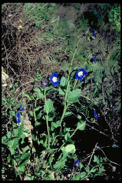 Image of tacky phacelia