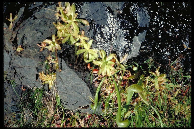 Image of <i>Pinguicula vulgaris</i> ssp. <i>macroceras</i>