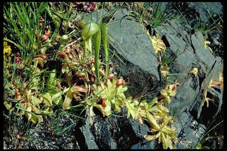 Image of <i>Pinguicula vulgaris</i> ssp. <i>macroceras</i>