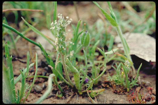 Image of buckhorn plantain