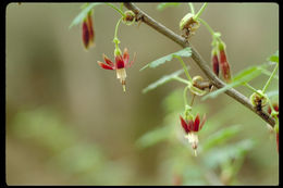 Image of bitter gooseberry