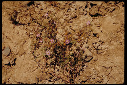 Image of red sandspurry