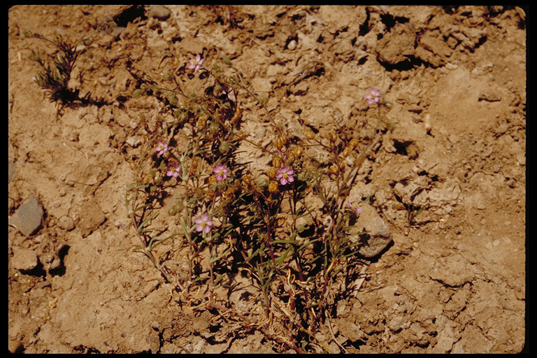 Image of red sandspurry