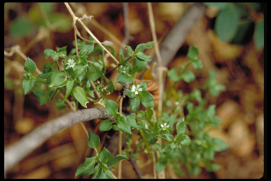 Image of common chickweed