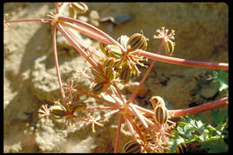 Image de Tauschia parishii (Coult. & Rose) J. F. Macbr.