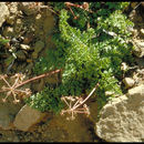 Image of Parish's umbrellawort