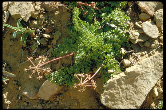 Image de Tauschia parishii (Coult. & Rose) J. F. Macbr.