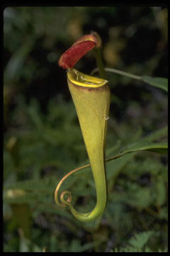 Image of Madagascar pitcher plant