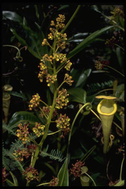 Image of Madagascar pitcher plant
