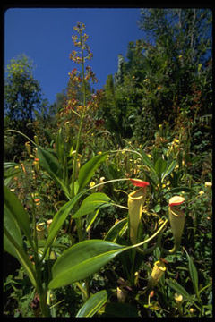 Image of Madagascar pitcher plant