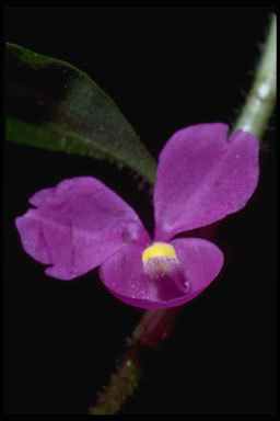 Image of spiderwort family