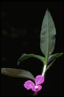 Image of spiderwort family