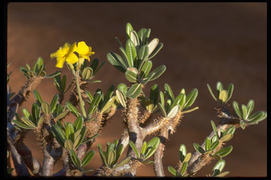 Image of Pachypodium gracilius (H. Perrier) S. H. Y. V. Rapanarivo