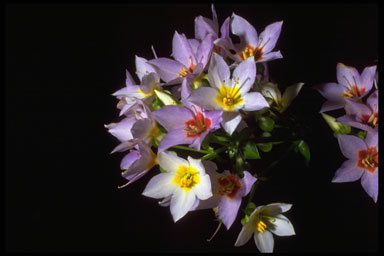Image of Exacum divaricatum subsp. latifolium (Klack.) J. Klack.
