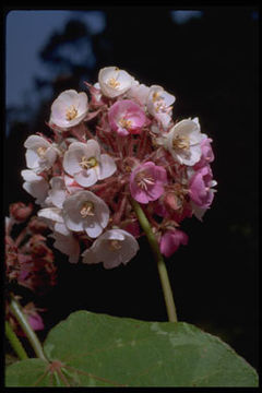 Dombeya longipes Baill.的圖片