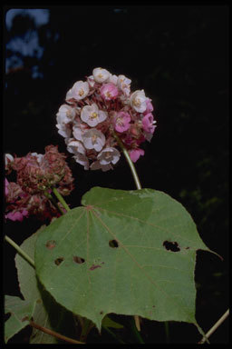 Imagem de Dombeya longipes Baill.