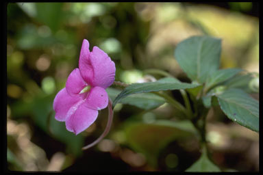 Image of Jewelweeds