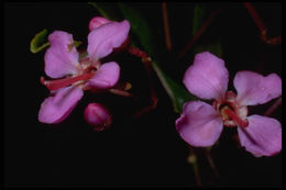 Dichaetanthera oblongifolia Baker的圖片