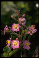 Image of Dichaetanthera oblongifolia Baker