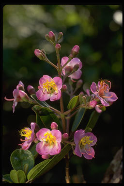 Dichaetanthera oblongifolia Baker的圖片