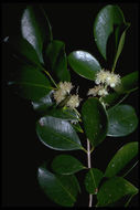 Image of Purple Strawberry Guava