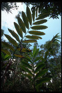 Image of Guinea Grains