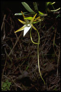 Image de Angraecum