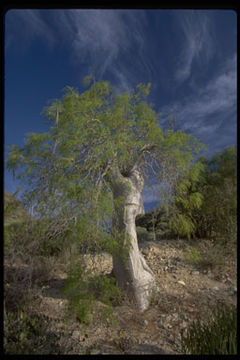 Image of Bottle Tree