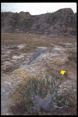 Image of Pachypodium gracilius (H. Perrier) S. H. Y. V. Rapanarivo