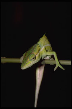 Image of Perinet chameleon