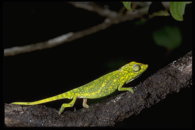 Image of Perinet chameleon