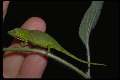 Image of Perinet chameleon