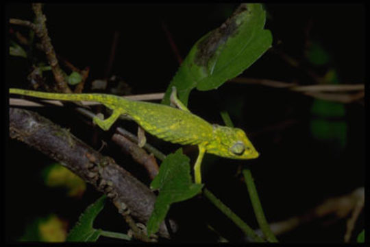 Plancia ëd Calumma gastrotaenia (Boulenger 1888)