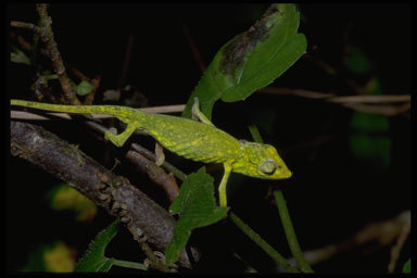 Image of Perinet chameleon