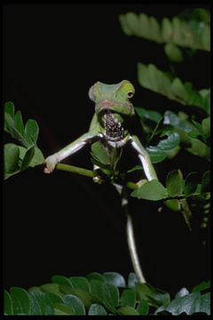 Image of Two-banded Chameleon