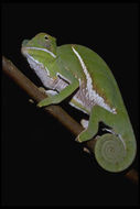 Image of Two-banded Chameleon