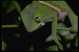 Image of Two-banded Chameleon